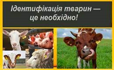Ідентифікація та реєстрація сільськогосподарських тварин